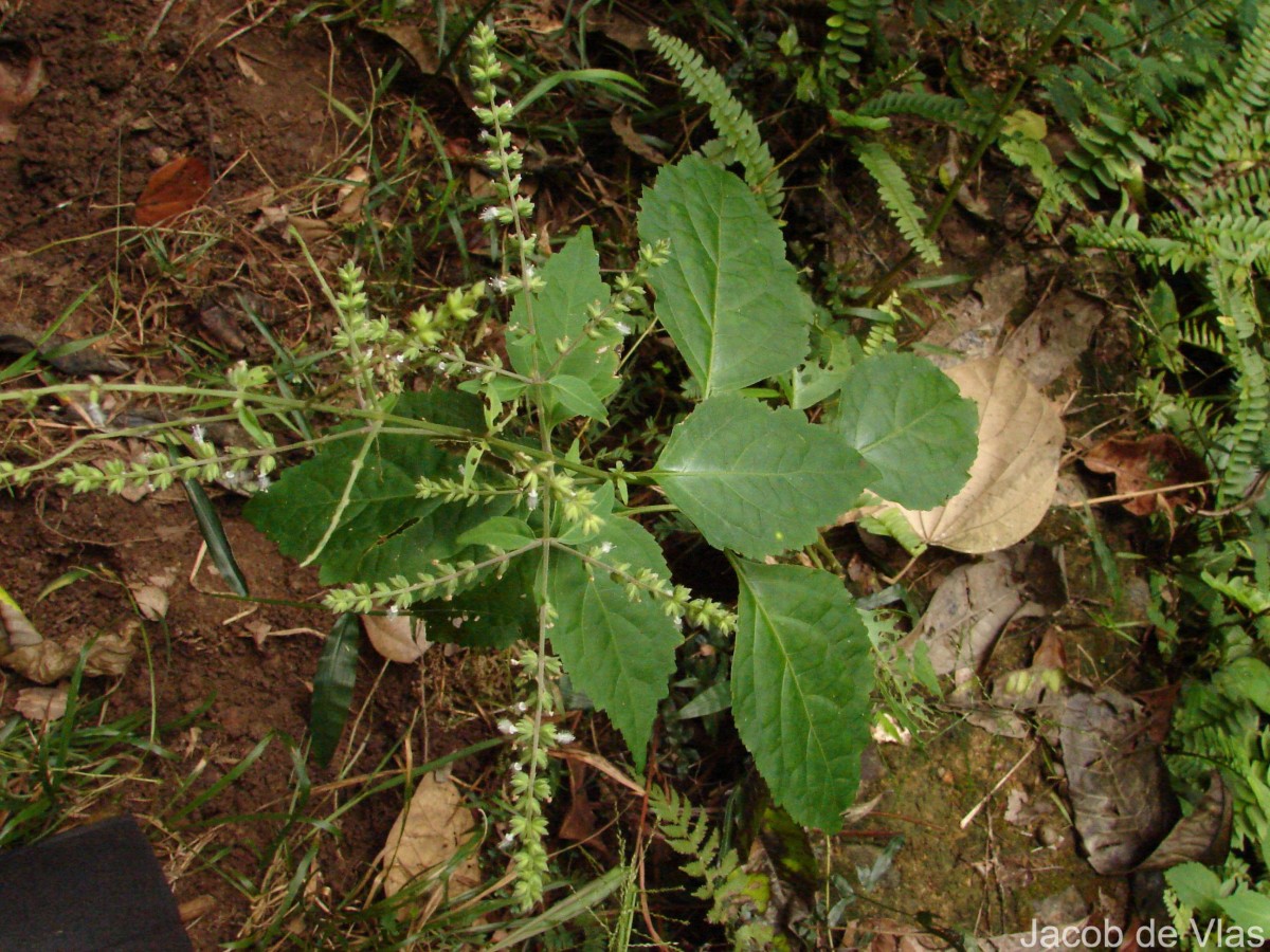 Pogostemon heyneanus Benth.